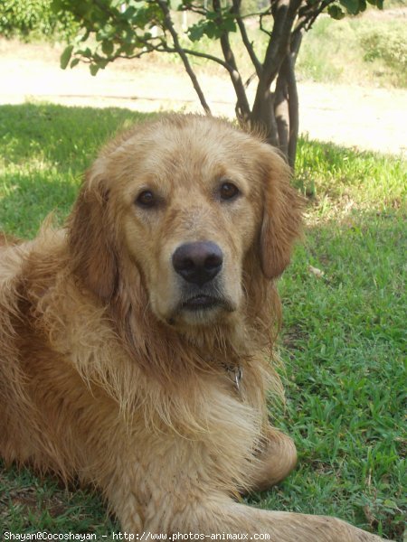 Photo de Golden retriever