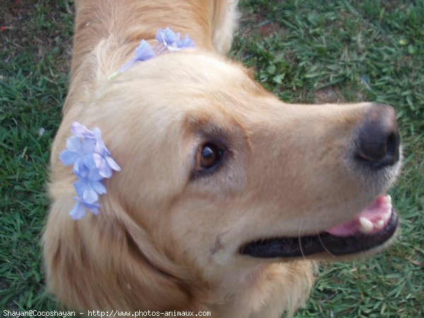 Photo de Golden retriever