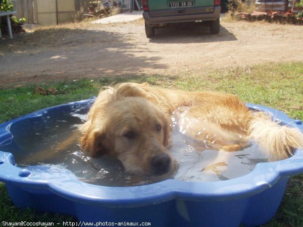 Photo de Golden retriever