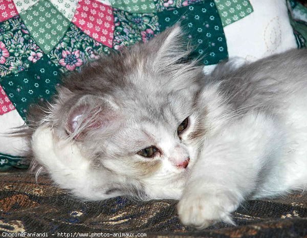 Photo de British longhair