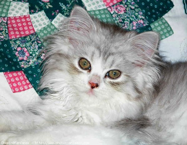 Photo de British longhair