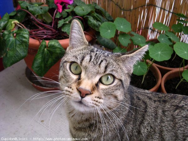 Photo de Chat domestique