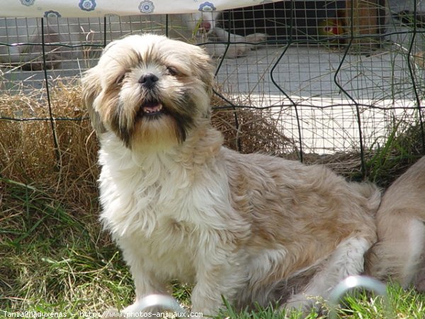 Photo de Shih tzu