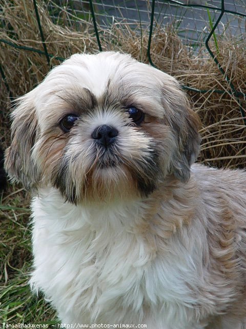 Photo de Shih tzu