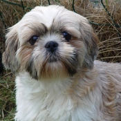 Photo de Shih tzu