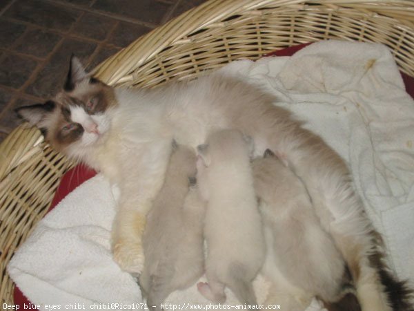 Photo de Ragdoll