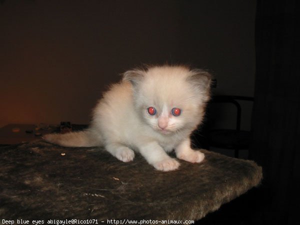 Photo de Ragdoll