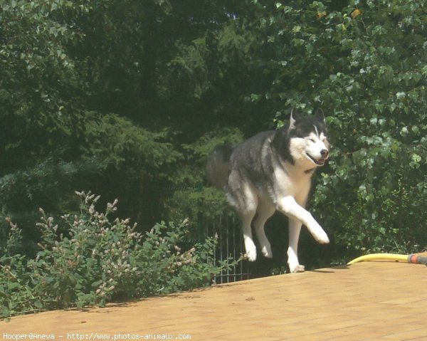 Photo de Husky siberien