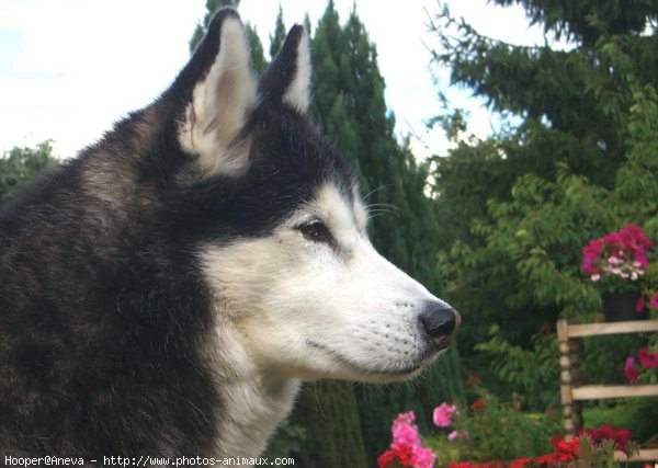 Photo de Husky siberien