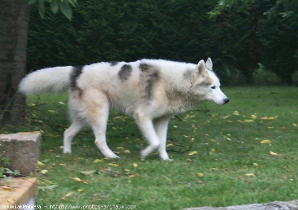 Photo de Husky siberien