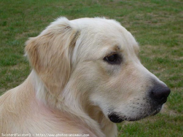 Photo de Golden retriever