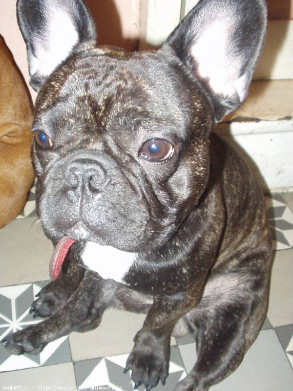 Photo de Bouledogue franais