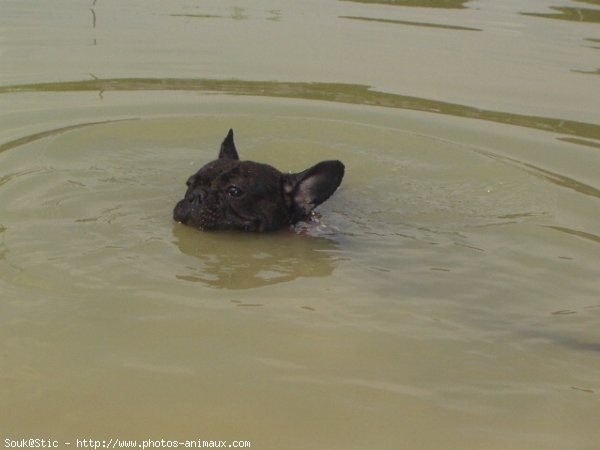 Photo de Bouledogue franais