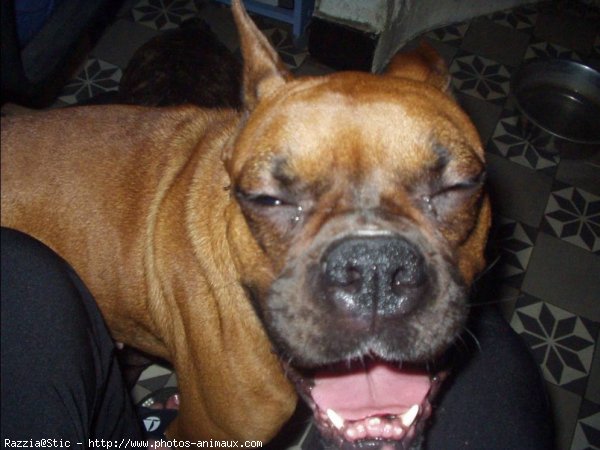 Photo de Boxer