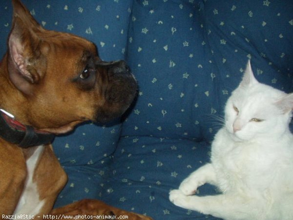 Photo de Boxer