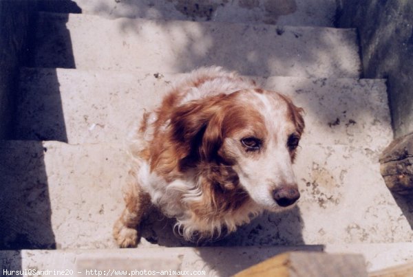 Photo d'Epagneul breton