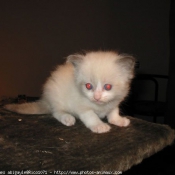 Photo de Ragdoll