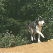 Photo de Husky siberien