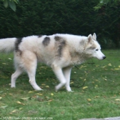 Photo de Husky siberien