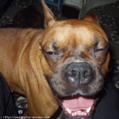 Photo de Boxer