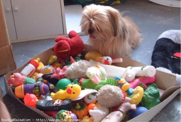 Photo de Shih tzu