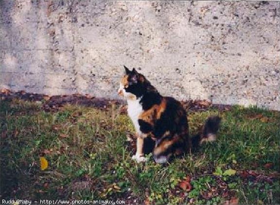 Photo de Chat domestique