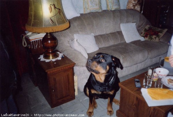 Photo de Rottweiler