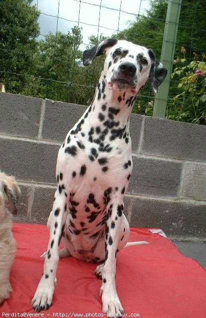 Photo de Dalmatien