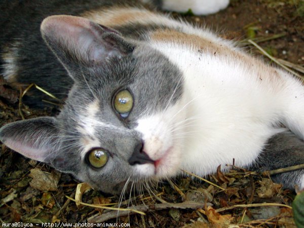 Photo de Chat domestique