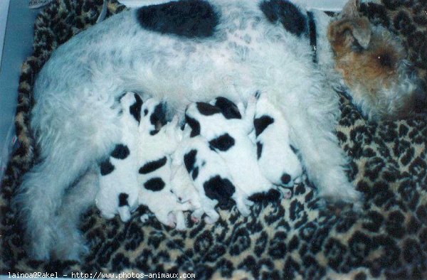 Photo de Fox terrier  poil dur