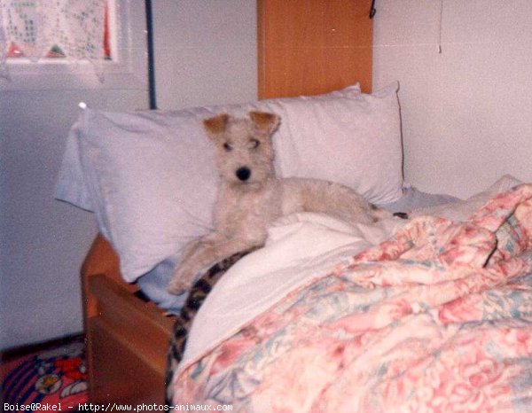 Photo de Fox terrier  poil dur