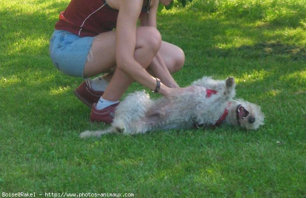 Photo de Fox terrier  poil dur