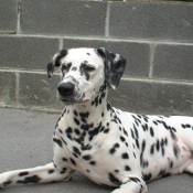 Photo de Dalmatien