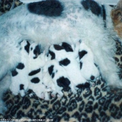 Photo de Fox terrier  poil dur