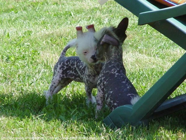 Photo de Chien chinois nu  crte