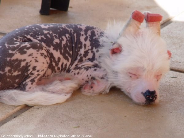 Photo de Chien chinois nu  crte