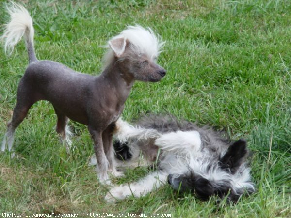 Photo de Chien chinois nu  crte