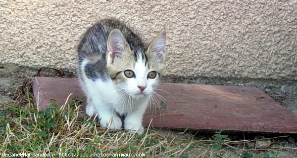 Photo de Chat domestique