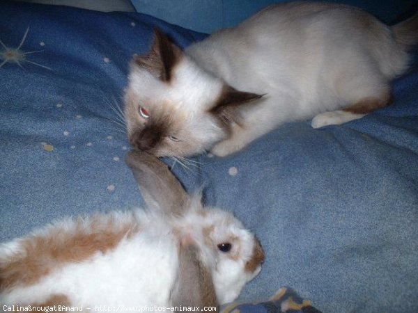 Photo de Lapin