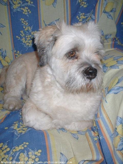 Photo de Lhassa apso