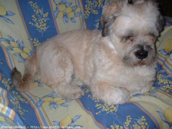 Photo de Lhassa apso