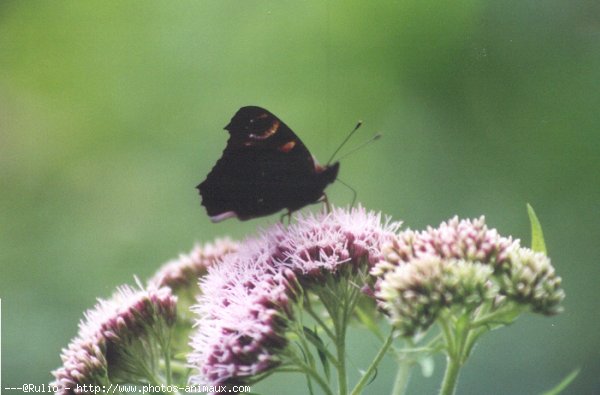 Photo de Papillon