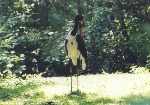 Photo de Cigogne