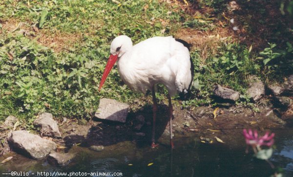 Photo de Cigogne