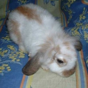 Photo de Lapin