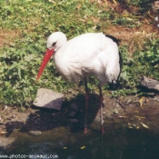 Photo de Cigogne