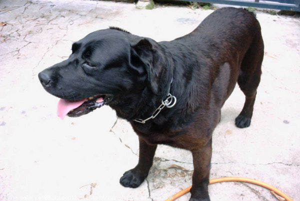 Photo de Labrador retriever