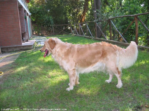 Photo de Golden retriever