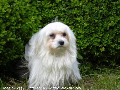 Photo de Bichon maltais