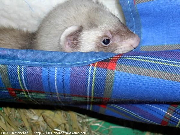 Photo de Furet